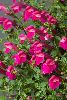 <em>Scutellaria suffrutescens</em> 'Texas Rose'